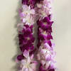 Oncidium orchid