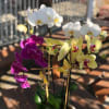 - 6 stems Mixed Color Phalaenopsis Orchids
- 10 Inches White Pot
