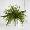 Fern plant in ceramic pot or woven basket 