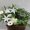 It is truly the best of both worlds.  Enjoy the blooms