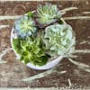 A beautiful succulent arrangement in a 7&#039;&#039; white ceramic pot.