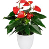Beautiful Anthurium plant inside of a white pot.