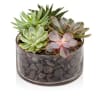 SUCCULENTS