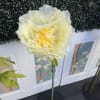  Oversized Medium Sheer Voile Peony &ndash; Sunshine in Bloom  -