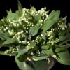 A bowl of lily of the valley flowers with broad green leaves