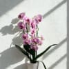 Phalaenopsis or &ldquo;Moth Orchid&rdquo; is the most popular orchid today with flowers