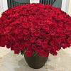 500 Premium Long Stem Red Roses arranged in vase