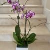 2 Purple Orchids Plants (Select) arranged in ceramic or a glass container.