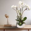 This sculptural floral display features tall, graceful white Phalaenopsis orchids artfully arranged