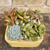A Cute 6&quot; Square Container Filled With 
an Assortment of Succulent Plants.
(Succulents