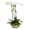 A classic white triple orchid with succulents in a gold metallic bowl.

