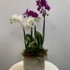 A collection of 2 double stemmed exotic orchids for The Standard and