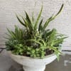 Extra large container filled with variety of succulent,  sansievieria (snake plant)