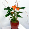 Contemporary. Vibrant. Long-lasting.

Anthurium plant potted in a glazed 6&quot; by 6&quot; round