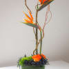 This striking arrangement features tropical bird of paradise, bi-color orange roses, green
