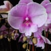 Great things about this arrangement is -
1) It has a real orchid