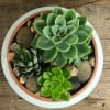 Cute little succulents nestled in a clay bowl.

