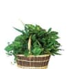 Variety of green plants in basket