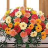 casket spray with a variety of mixed color of gerbera daisies and