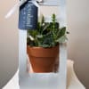 Looking for something more lasting than a simple rose?
Our potted plants are