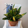 Looking for something more lasting than a simple rose?
Our potted plants are