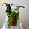 Looking for something more lasting than a simple rose?
Our potted plants are