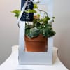 Looking for something more lasting than a simple rose?
Our potted plants are