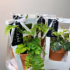 Looking for something more lasting than a simple rose?
Our potted plants are