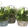 A collection of incredibly beautiful indoor plants. The presentation arrives in a