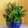 Various gorgeous greens fill this ornamental planter, making it a perfect gift