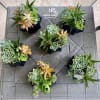 
Includes 6 Succulent Arrangements!

The Modern Cluster: Succulent Power Set
Breathe life into any