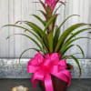 The Bromeliad makes a unique and interesting gift for any occasion while