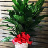 Hardy 8 in peace Lily in a whitewash pot cover. Seasonal trim