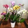 These plants are commonly referred to as &quot;Moth Orchids&quot; and are considered