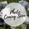 Beautiful budding iris blooms emerge from garden flowers arranged in a rectangular