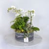 This living arrangement includes a collection of green and flowering plants that