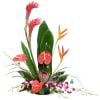 Head to the tropics with this spectacular and exotic display of orchids