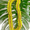 A new spin to the traditional lei style, the Triple Bombay Lei