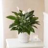 Also known as the &quot;peace lily,&quot; the serene Spathiphyllum plant is a