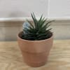 A 6 inch succulent placed into a terracotta pot. Succulent variety may
