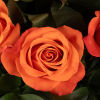 Our classic 4 dozen orange roses are designed with long-stem 70 cm