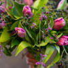 This lush arrangement is for tulips paired with another deep colored texture