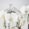 Elegant White Phaleonopsis Orchids arranged in our Black Tropical Orchid Planter with