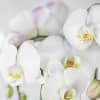 Elegant White Phaleonopsis Orchids arranged in our Black Tropical Orchid Planter with