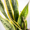 8&quot; Two Tone Cement Planter arranged with Snake Plant and Grey Deco