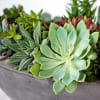 This concrete boat is for the succulent lover. Zebra Succulents, Cascading Succulents
