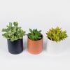 Surprise a loved one with these assorted 4&quot; succulents in pretty modern