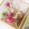 A trio of Modern Gold-Trimmed Glass Cube Terrarium featuring live succulents, air