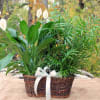 A double plant basket typically features two potted plants arranged together in