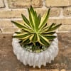 Artistic Ceramic Container Filled With a Variegated Aloe Plant.  
Decorative Stones
